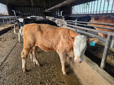 steer calf , View more