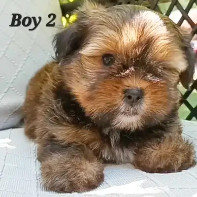 Tiny Shorkie Puppies!  Girls and Boys!, View more