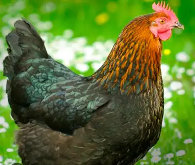 copper maran hen or pullet, View more