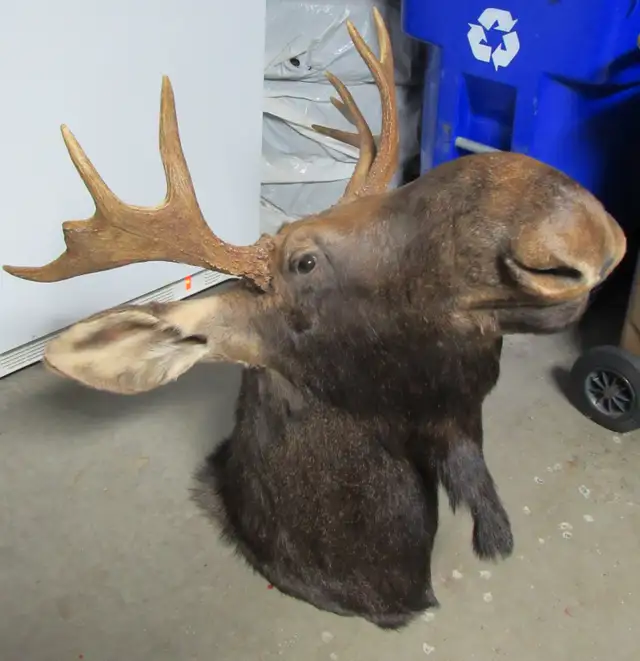 moose head559281034096824322