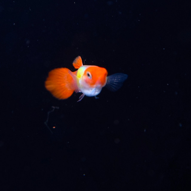 Premium Guppies Bred for Excellence in Fish for Rehoming in Oshawa / Durham Region - Image 4