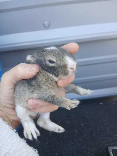 rabbits for sale , View more