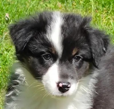 Australian shepherd pups 12 weeks now 2 not reserved yet, View more