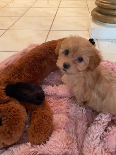 Toy Poodle Puppies, View more
