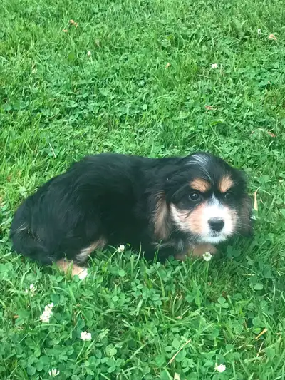 beautiful puppies, View more