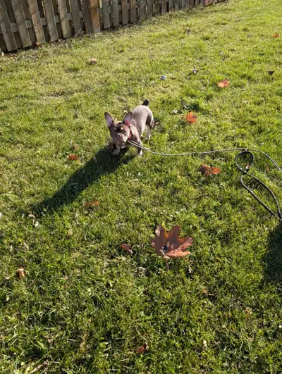 chocolate French bulldog for sale , View more