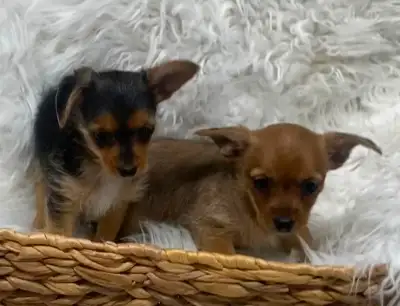 Chihuahua yorkie puppies, View more