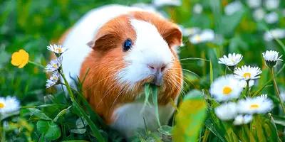 Piggly rescue , View more