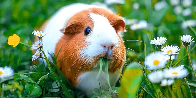 Piggly rescue  in Animal & Pet Services in Bedford - Image 2