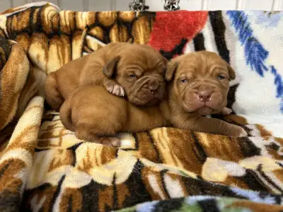Dogue de Bordeaux de Grande Qualité, View more