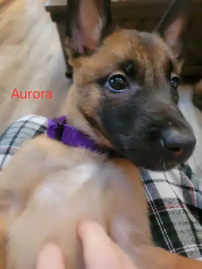 CKC Reg'd Purebred Belgian Malinois for Adoption/Rehoming, View more