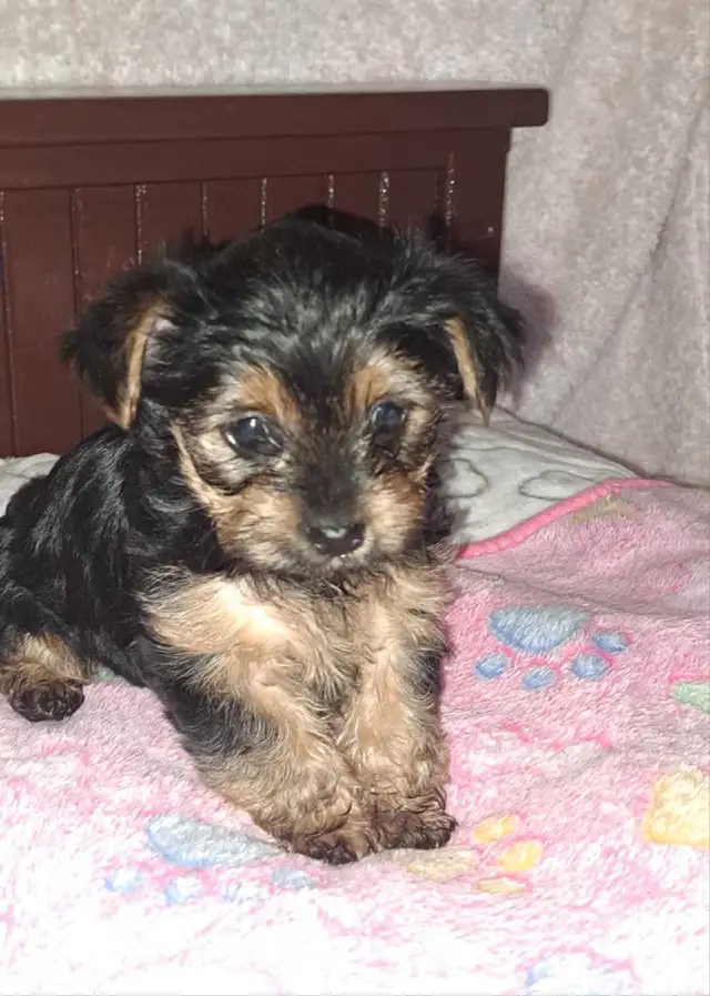 2 female Yorkie pups in Dogs & Puppies for Rehoming in St. Catharines - Image 3