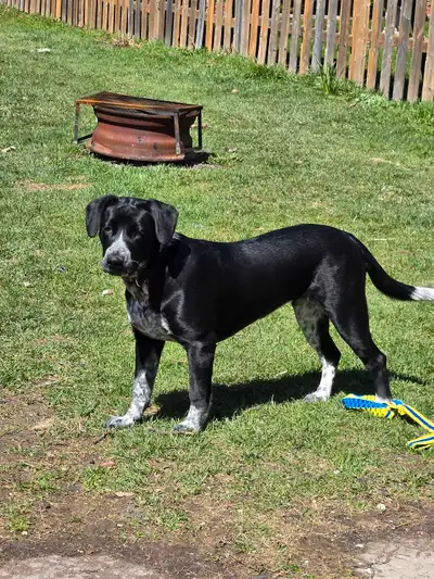 She 7 months old and update on her shot.she part hound and bulldog.she need big yard to run .I can't...