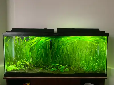 Aquarium Val Grass, View more