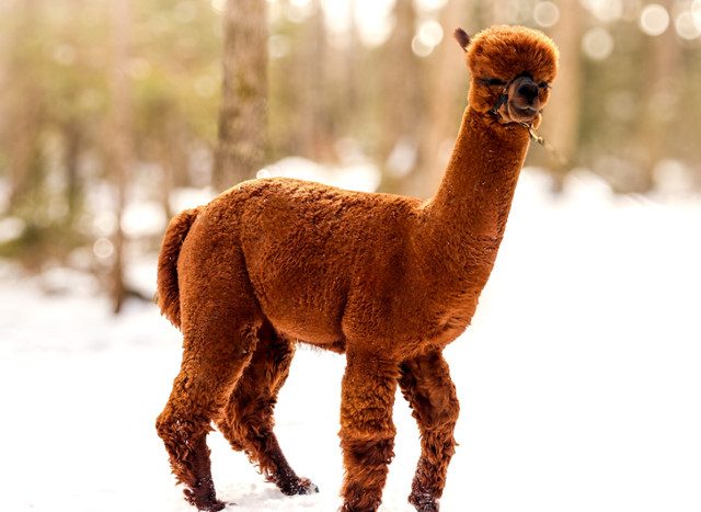 Purbred Registered Alpaca available for Stud in Livestock in Sault Ste. Marie