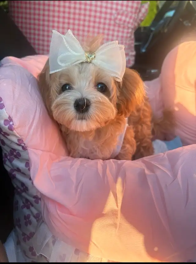 Top quality TeddyBear Maltipoo  tiny size (poodle/Maltese in Dogs & Puppies for Rehoming in City of Toronto - Image 5