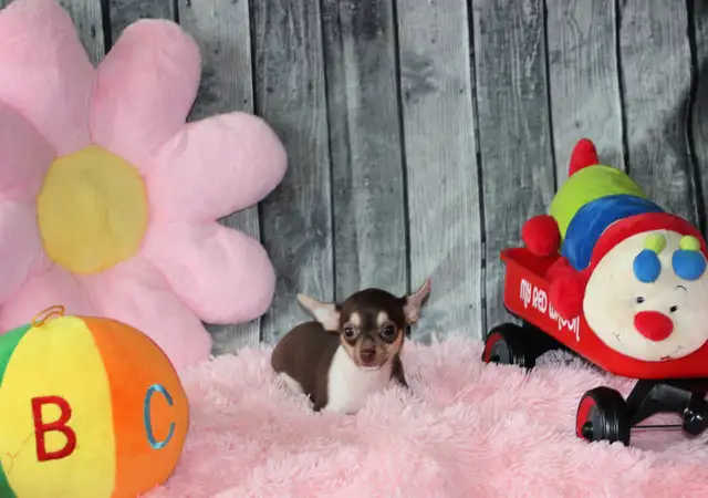 Vendu Chihuahua❤️femelle mini ❤️Protection100% .Garantie. ★★★ in Dogs & Puppies for Rehoming in Laval / North Shore - Image 5