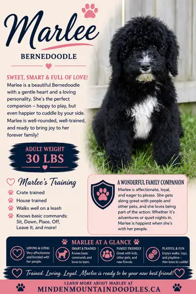 Marlee- Trained Bernedoodle-adult weight 30lbs, View more
