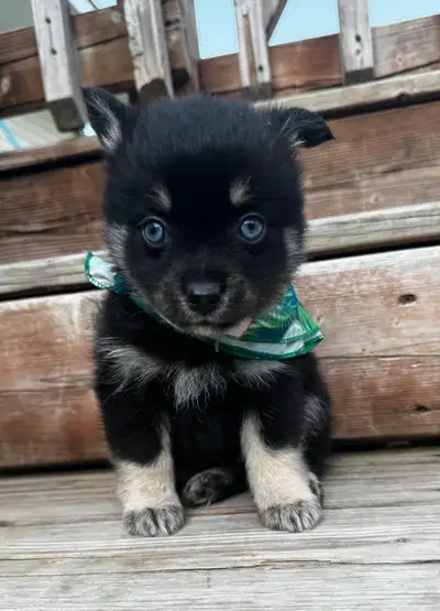 Nos prix varient de 2500 à 3000$ et 3 chiots blanc à 1700$ chacun Nous avons quelques chiots de disp...