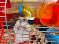 Hamster with cage & accessories