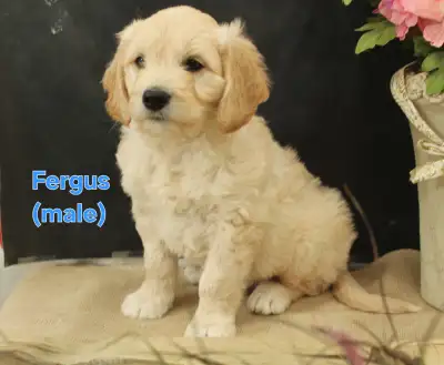 Call or text only! I am ready for my new home! I have been vet checked and vaccinated. I am a playfu...