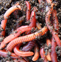 Red Wiggler composting worms