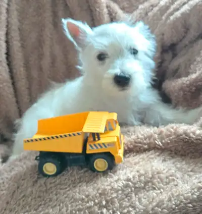 We have two beautiful Westie puppies ready for their forever families They have received Two sets of...