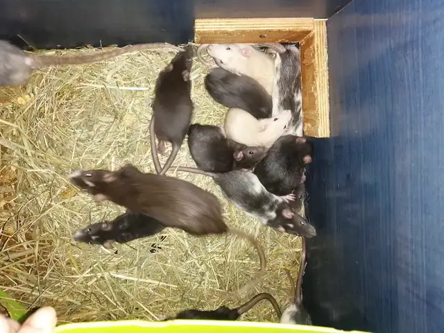 Rat 2 pour 90$ dumbo femelles et male 50$ in Small Animals for Rehoming in Victoriaville - Image 3