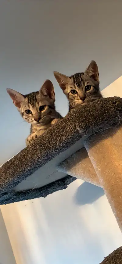 chatons bengal / kittens cats, View more