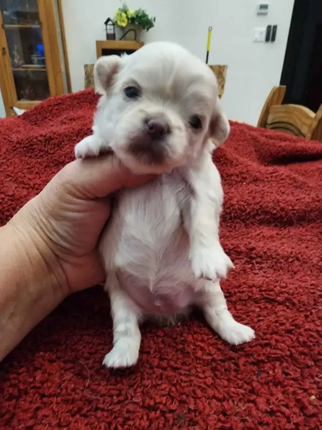 Chihuahua gorgeous puppies from Reputable Breeder in Dogs & Puppies for Rehoming in Ottawa - Image 6