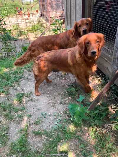 2  Red Golden Retriever Male Pups Available, View more