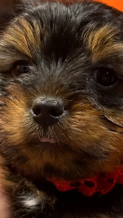 Yorkies puppies, View more