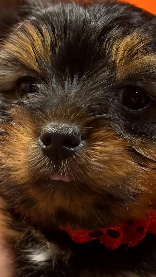 Yorkies puppies in Dogs & Puppies for Rehoming in Fredericton - Image 2