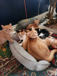 Maine coon mix kittens ready for their forever homes 