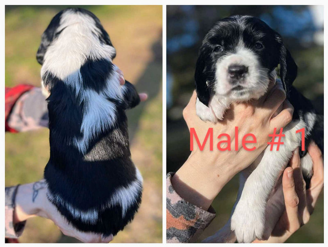 Pure bred Springer Spaniel Puppies  in Dogs & Puppies for Rehoming in Trenton - Image 3