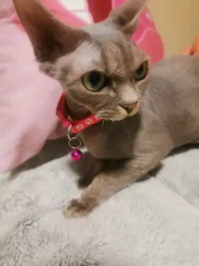 Devon Rex female, View more