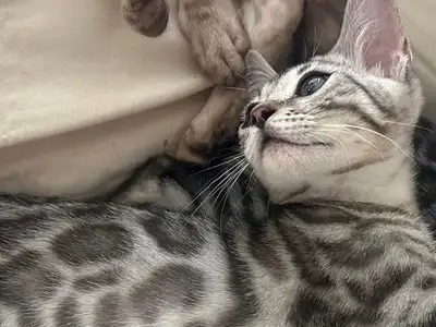 silver bengal kitten , View more