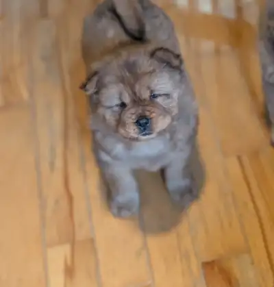 Chow Chow pure race, View more