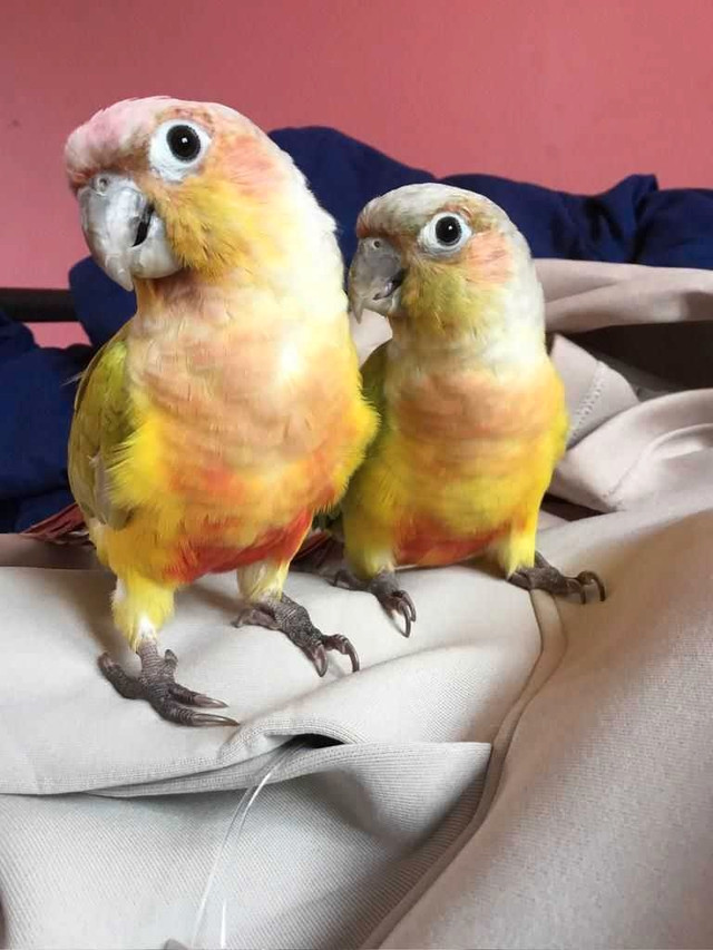 American dilute conure pair in Birds for Rehoming in Sault Ste. Marie
