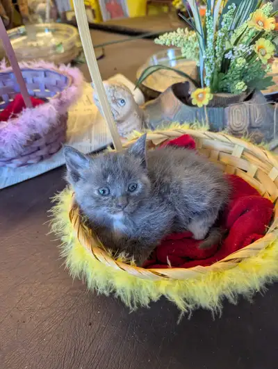 chaton à adopter, View more