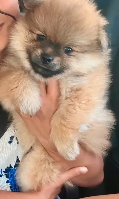 Meet Your New Best Friend: Playful Pomeranian Puppies! ❤️, View more