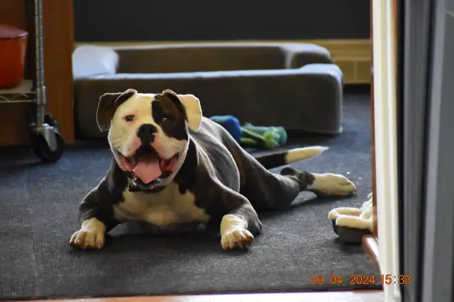 NKC PUREBRED AMERICAN BULLDOG MALE in Dogs & Puppies for Rehoming in Hamilton - Image 5