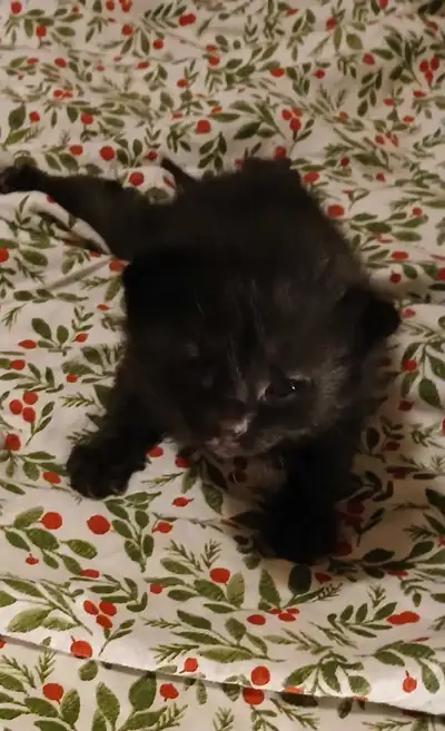 kitten for sale, View more