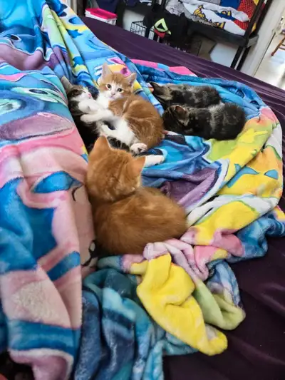 Chaton à vendre, 2 femelles jumelles inséparables à donner et 3 mâles 50$ Carnet de santé, vermifuge...