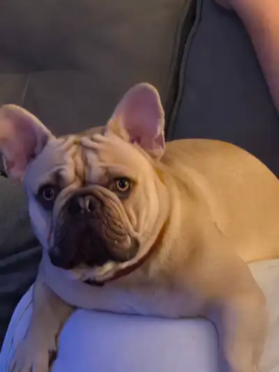 Looking to rehome my French bulldog.  He is turning 2 in Jun, View more