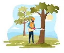 Kanata Tree removal63611975239553120