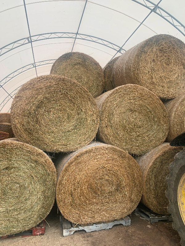 Alfalfa hay for sale Livestock Brantford Kijiji