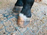 Barefoot Farrier Services