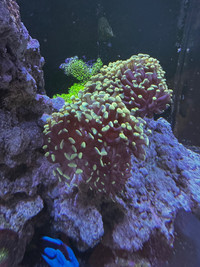 Coral for sell