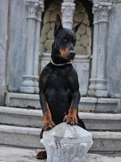 Élevage Doberman Morinello 32 ans d'expérience chiots enregistrés au club canin canadien . 100% de r...